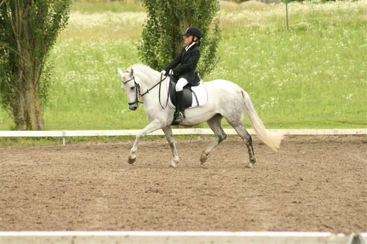 Anden særlig race Koh-I-Noor R.I.P - vi traver :-D billede 2