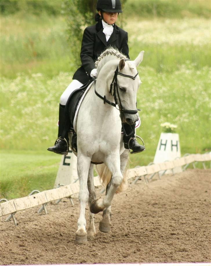 Anden særlig race Koh-I-Noor R.I.P - Jeg er ikke sur, bare koncentreret, hihi billede 3