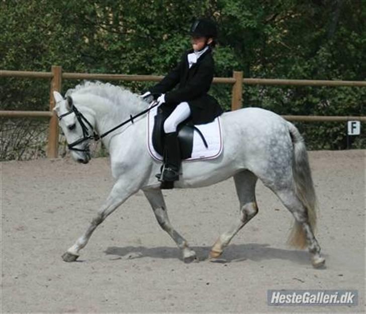 Anden særlig race Koh-I-Noor R.I.P - kohi billede 5