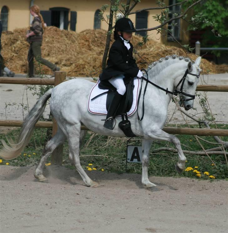 Anden særlig race Koh-I-Noor R.I.P - jer er heller ikke surher hi hi ;D he he billede 7