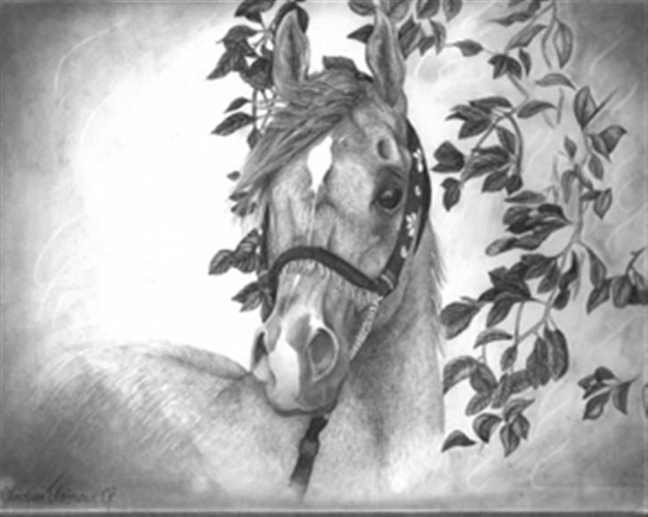 Arabisk fuldblod (OX) LM polaris ox - et billede a min hest fra min søs billede 2