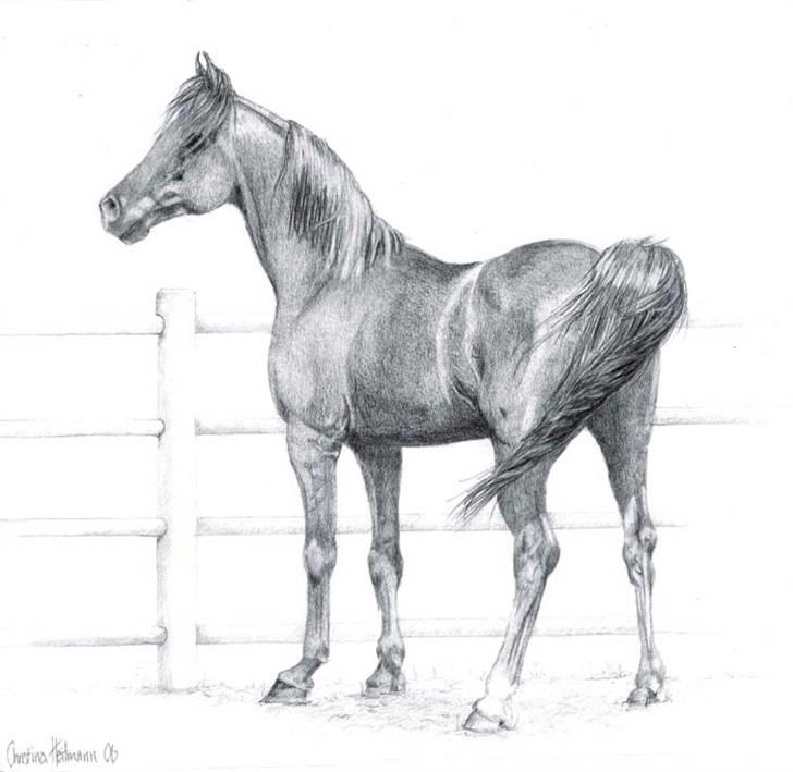 Arabisk fuldblod (OX) LM polaris ox - han er min skønne hest der bliver brugt til model i tide og utide :) billede 4