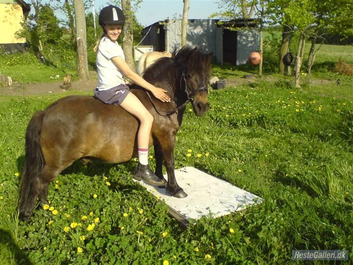 Shetlænder tarzan<33 - velkommen til min profil<33 billede 1