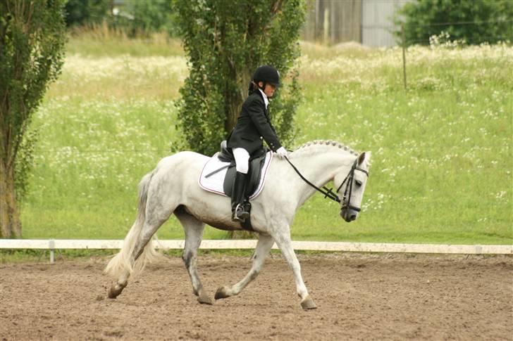 Anden særlig race Koh-I-Noor R.I.P - trav billede 8