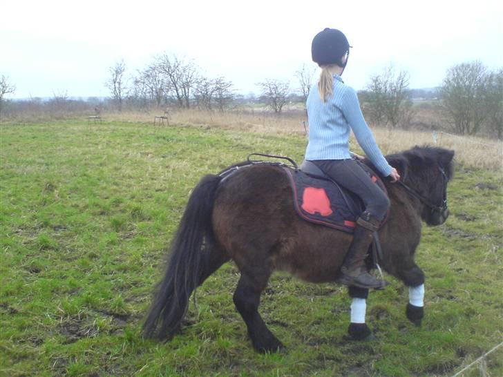 Shetlænder tarzan<33 - laura der rider på mig<33 billede 3