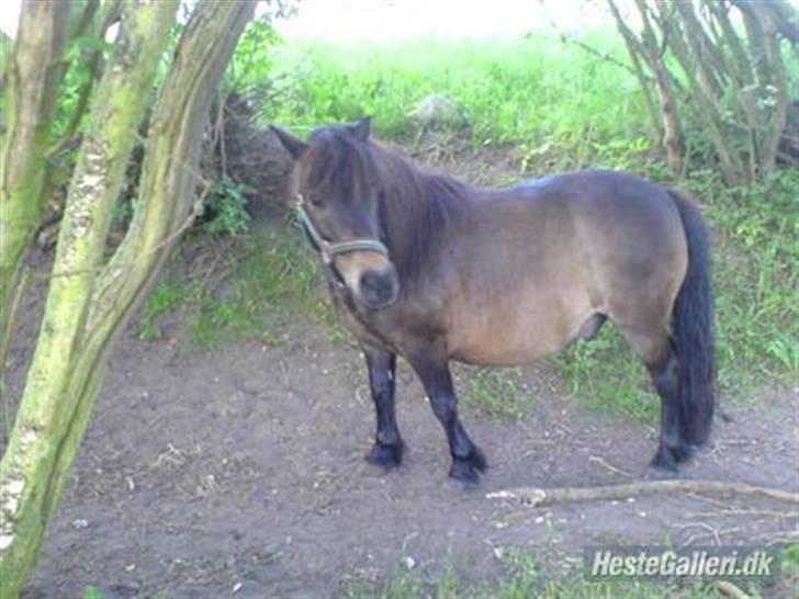 Shetlænder tarzan<33 - smukke mig<33 billede 4