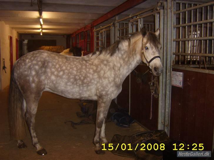 New Forest Odbjergs Isabell Udlånt billede 17