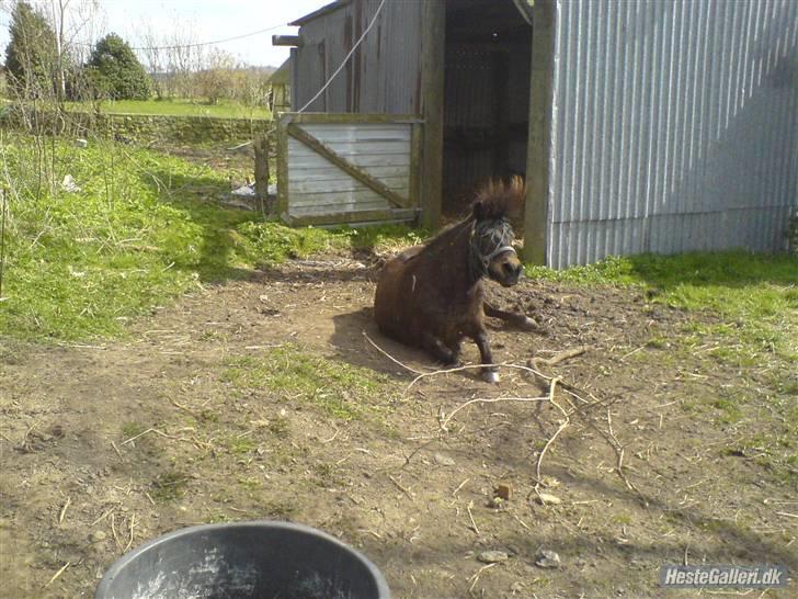 Shetlænder tarzan<33 billede 5