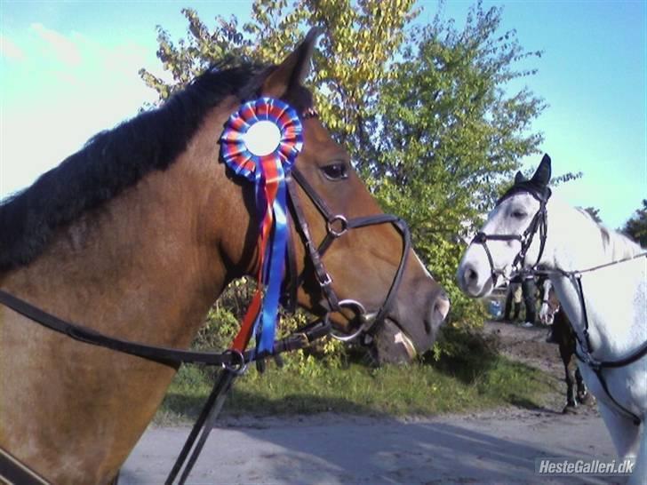 Belgisk Sportspony Filou van de delthoeve - vinder pony (L) billede 18