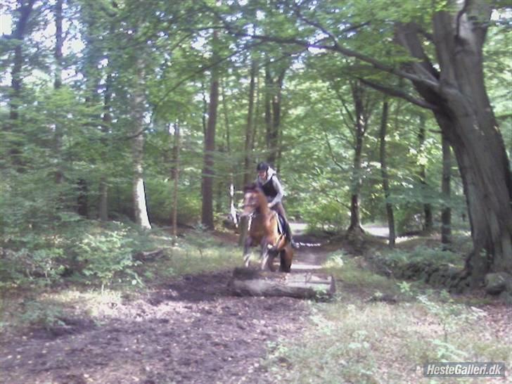 Belgisk Sportspony Filou van de delthoeve billede 19