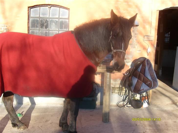 Oldenborg Jasmin(har haft ) - må ikk kopiers..  billede 15