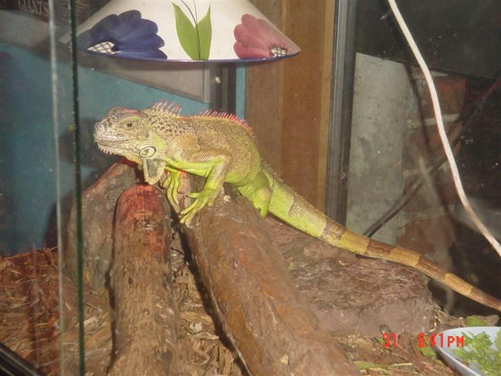 Anden særlig race boy29år ( død.d.19.10.07) billede 13