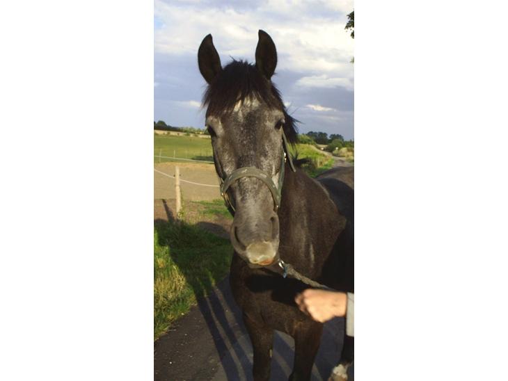 {{currentPhoto.altText}} billede {{currentPhoto.number}}