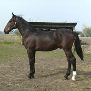 Anden særlig race Monty