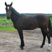 Anden særlig race Monty