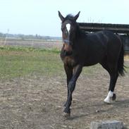 Anden særlig race Monty