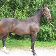 Anden særlig race Monty