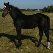 Anden særlig race Monty