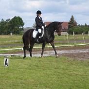 Dansk Varmblod Clementine