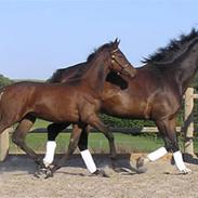 Dansk Varmblod Clementine