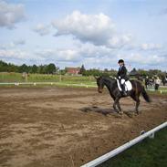 Dansk Varmblod Clementine