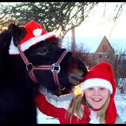Shetlænder Findus "En smuk stjerne på himlen"