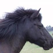Islænder gersemi fra NR. felding 