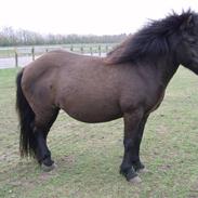 Islænder gersemi fra NR. felding 