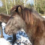 Islænder gersemi fra NR. felding 