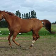 Hollandsk Varmblod Major Lucky shot