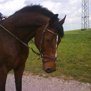 Dansk Varmblod Leonora