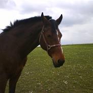 Dansk Varmblod Leonora