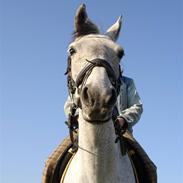 Anden særlig race Calina -Pigen