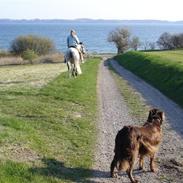 Anden særlig race Calina -Pigen