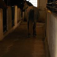 Anden særlig race Calina -Pigen