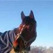 Dansk Varmblod Leonora