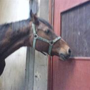 Dansk Varmblod Leonora