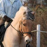 Fjordhest R.I.P Mattis Røverkonge