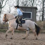 Fjordhest R.I.P Mattis Røverkonge