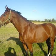 Dansk Varmblod Leicester Square