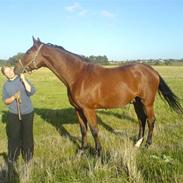 Dansk Varmblod Leicester Square