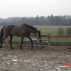 Holstener Leslie<3 *SOLGT*