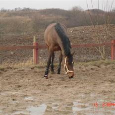 Holstener Leslie<3 *SOLGT*