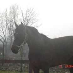 Holstener Leslie<3 *SOLGT*