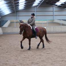 Dansk Varmblod Rowina