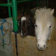 Anden særlig race Belladonna<3  givet væk:/