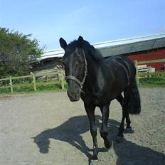 Belgisk Sportspony Lotus Royal SOLGT