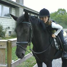 Belgisk Sportspony Lotus Royal SOLGT