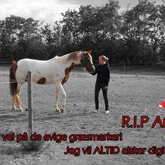 Pinto Araber Ara *R.I.P*