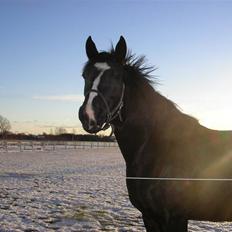 Dansk Varmblod Matilde Bakkely 